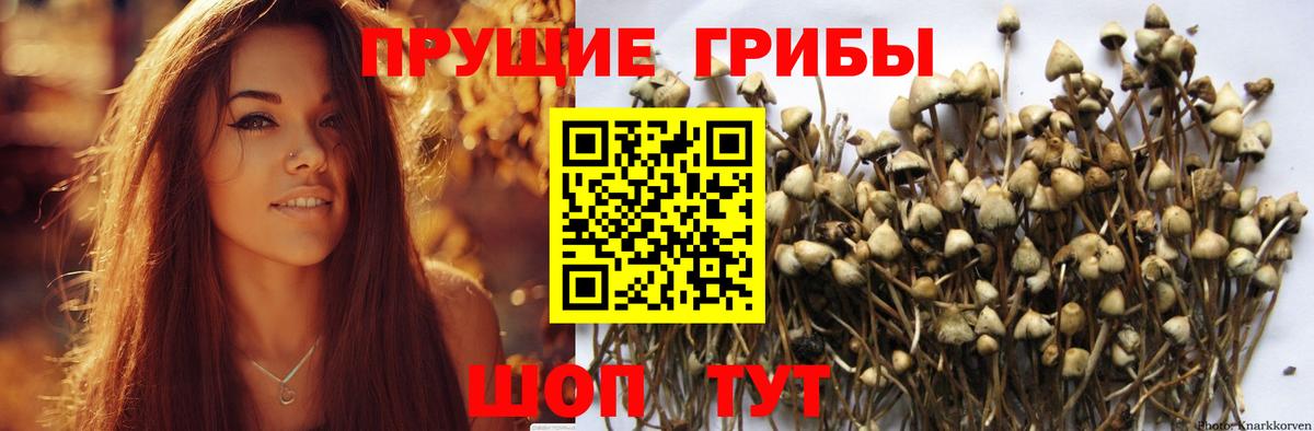 Галлюциногенные грибы мухоморы  Грозный 